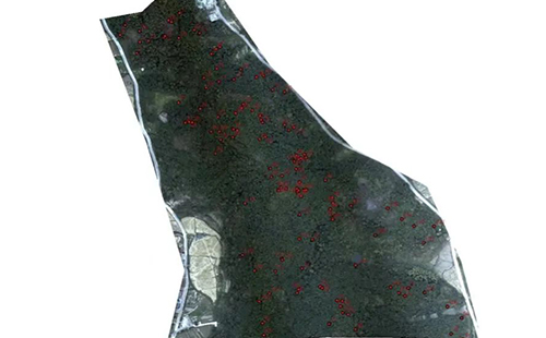 森林病蟲害監測