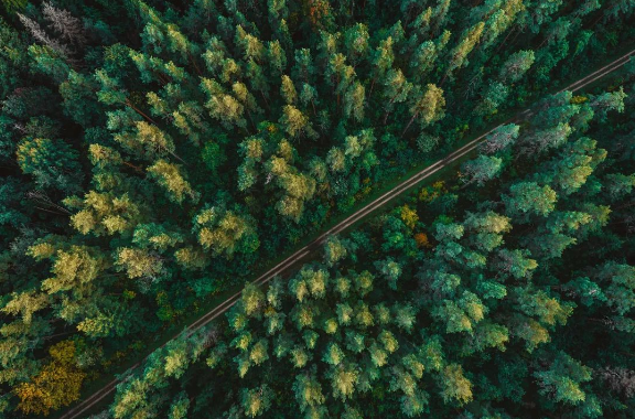 林業病蟲害預警監測